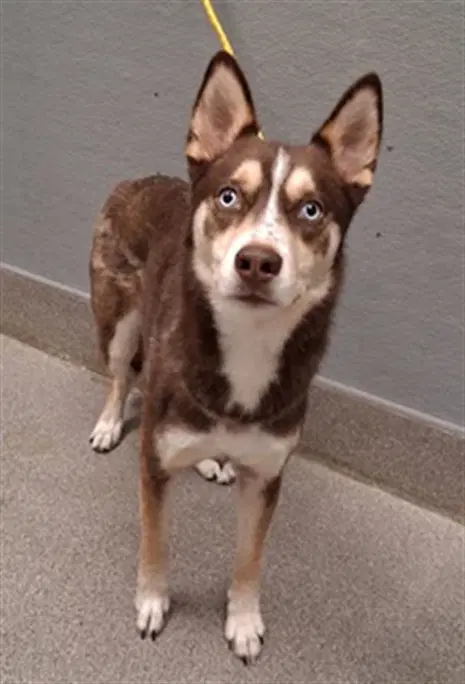Harmony - Siberian Husky