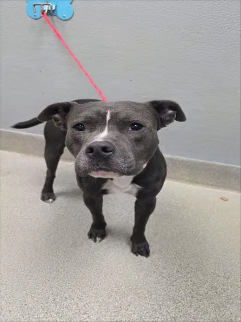 Rogert - Pit Bull Terrier
