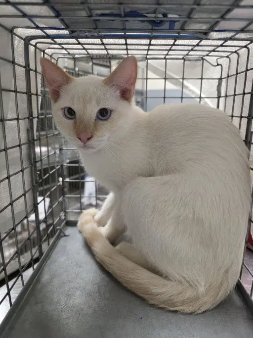 Blu - Domestic Short Hair