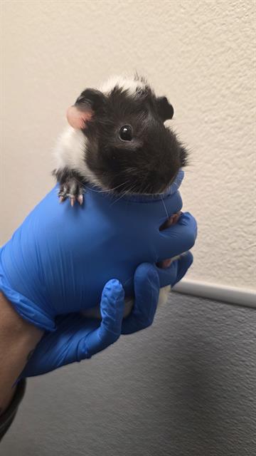 SQUEAK