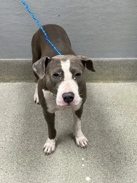 Britt - Pit Bull Terrier