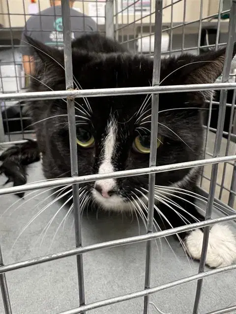 Boots - Domestic Medium Hair