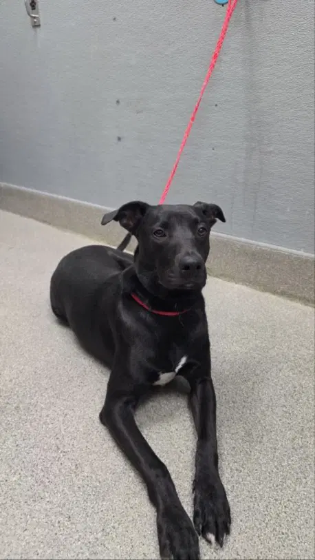 Toby - Labrador Retriever