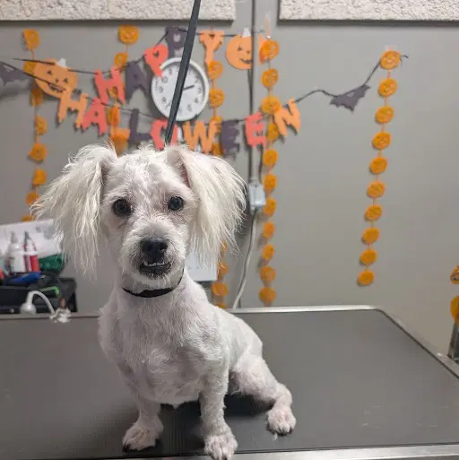 Newton - Maltese