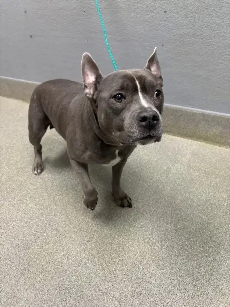 Gloria - Pit Bull Terrier