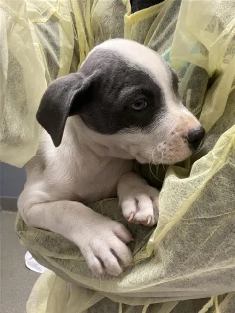 Bones - Pit Bull Terrier