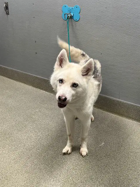Kaci - Husky