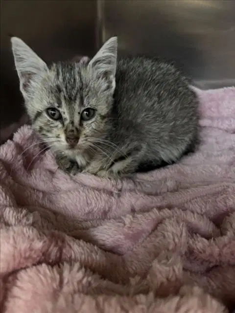 Pecas - Domestic Short Hair