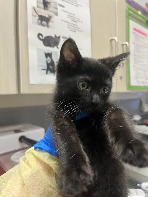 Onyx - Domestic Short Hair