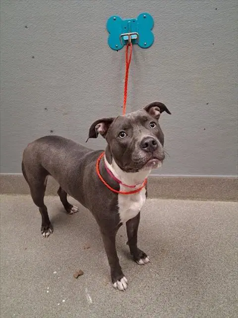 Kona - Pit Bull Terrier