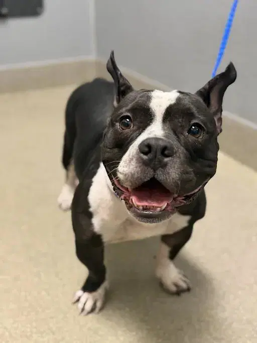 Mousse Au Chocolat - French Bulldog