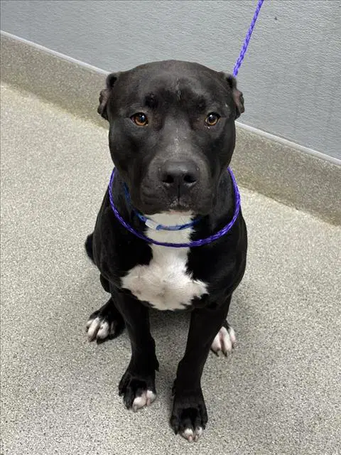 Jimmy - Pit Bull Terrier