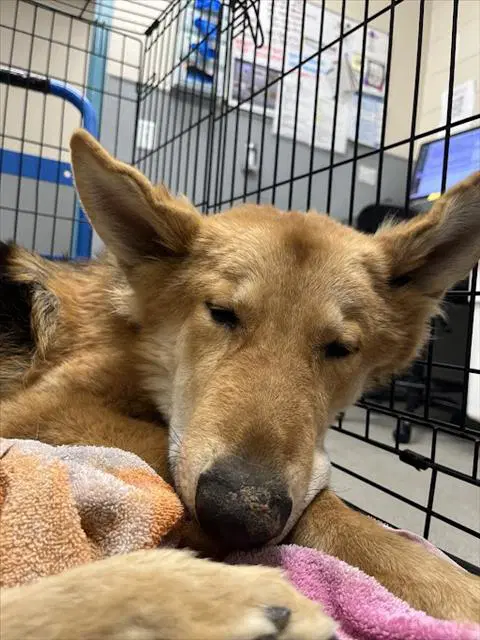 Dozy - German Shepherd Dog