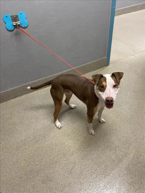 Chomper - Pit Bull Terrier