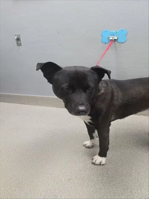 Hiccup - Pit Bull Terrier