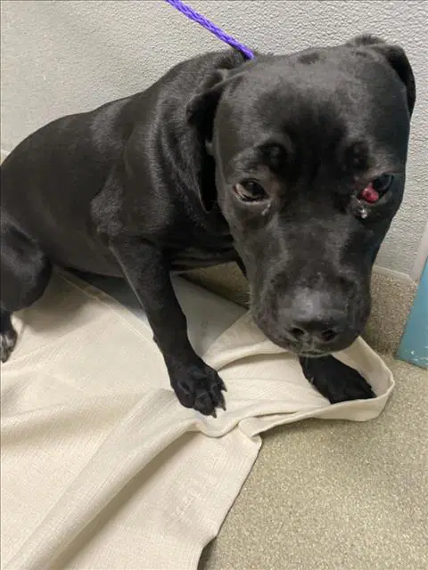 Lumeeka - Cane Corso Mastiff