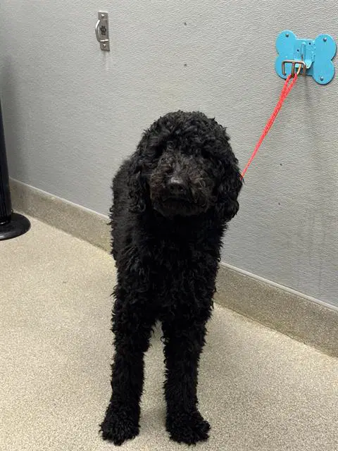 Kangaroo - Poodle (Standard)