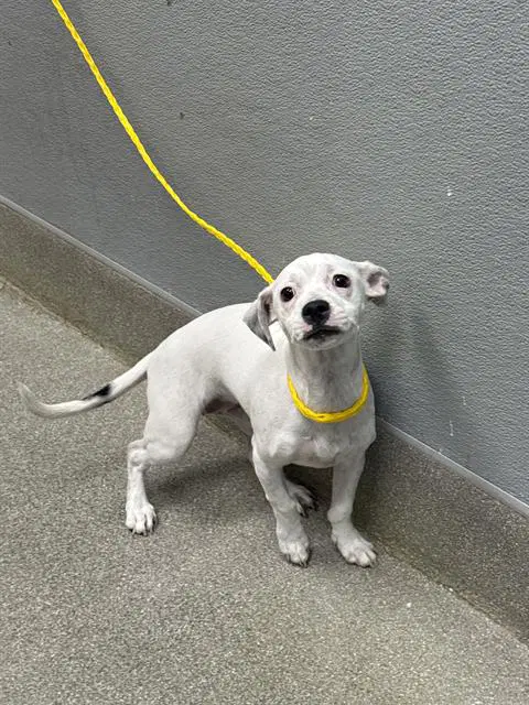Snowball - Chihuahua