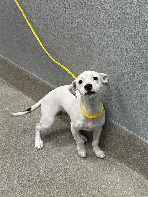 Snowball