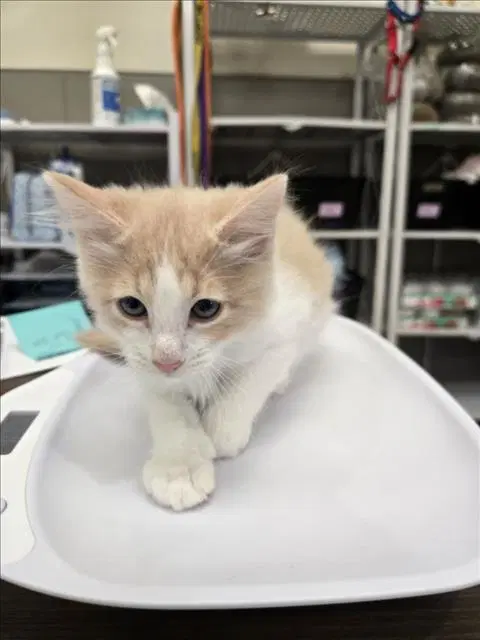 Wonton - Domestic Long Hair