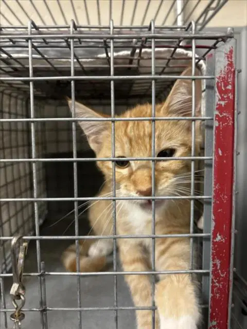 Amado - Domestic Short Hair