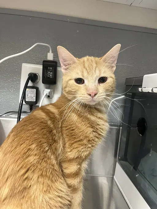 Marvin - Domestic Short Hair