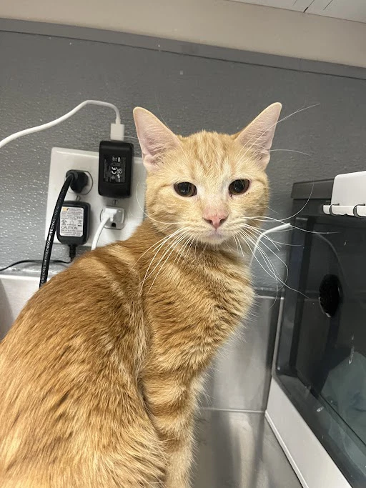 Marvin