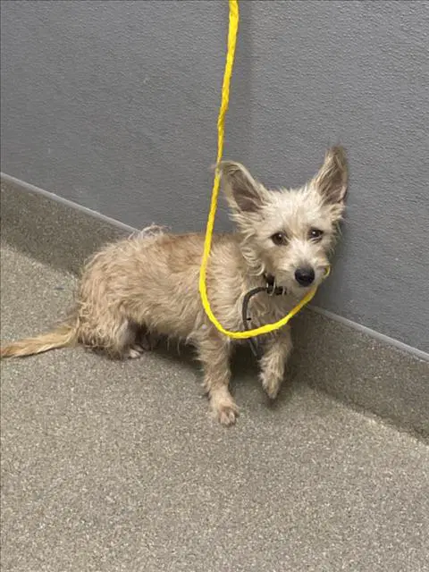 Firu - Terrier