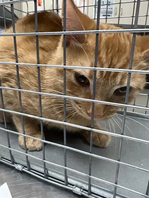 Clove - Domestic Short Hair