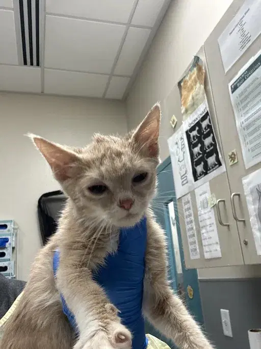 Megan - Domestic Short Hair
