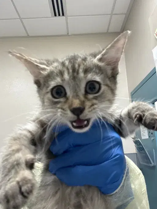 Ashley - Domestic Short Hair