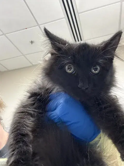 Earl - Domestic Short Hair