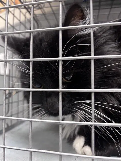 Izzy - Domestic Long Hair