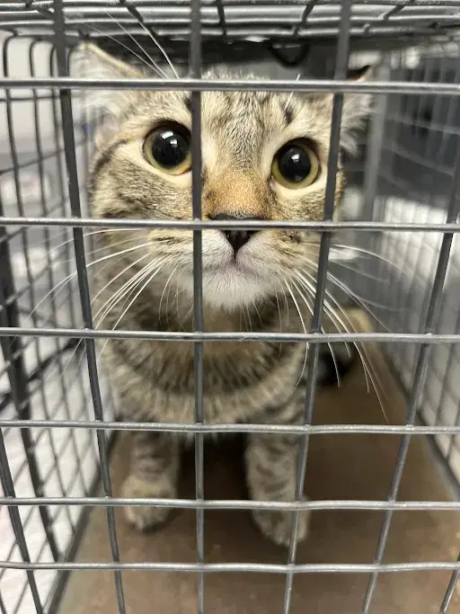 Mia - Domestic Short Hair