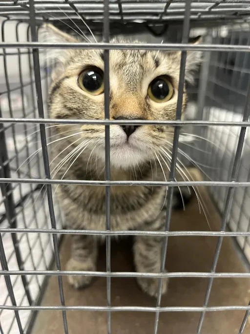 Mia
