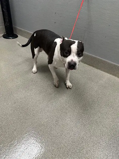 Bingo - American Bulldog