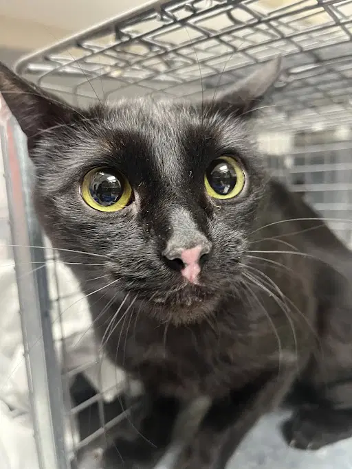 Malikai - Domestic Short Hair
