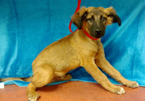 Yuma ($400)