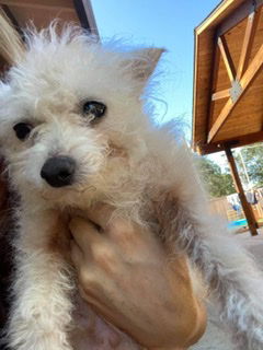Auggie