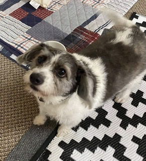 Bella