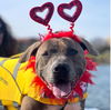 adoptable Dog in  named Jaxon