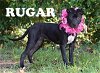 Rugar (HH2)