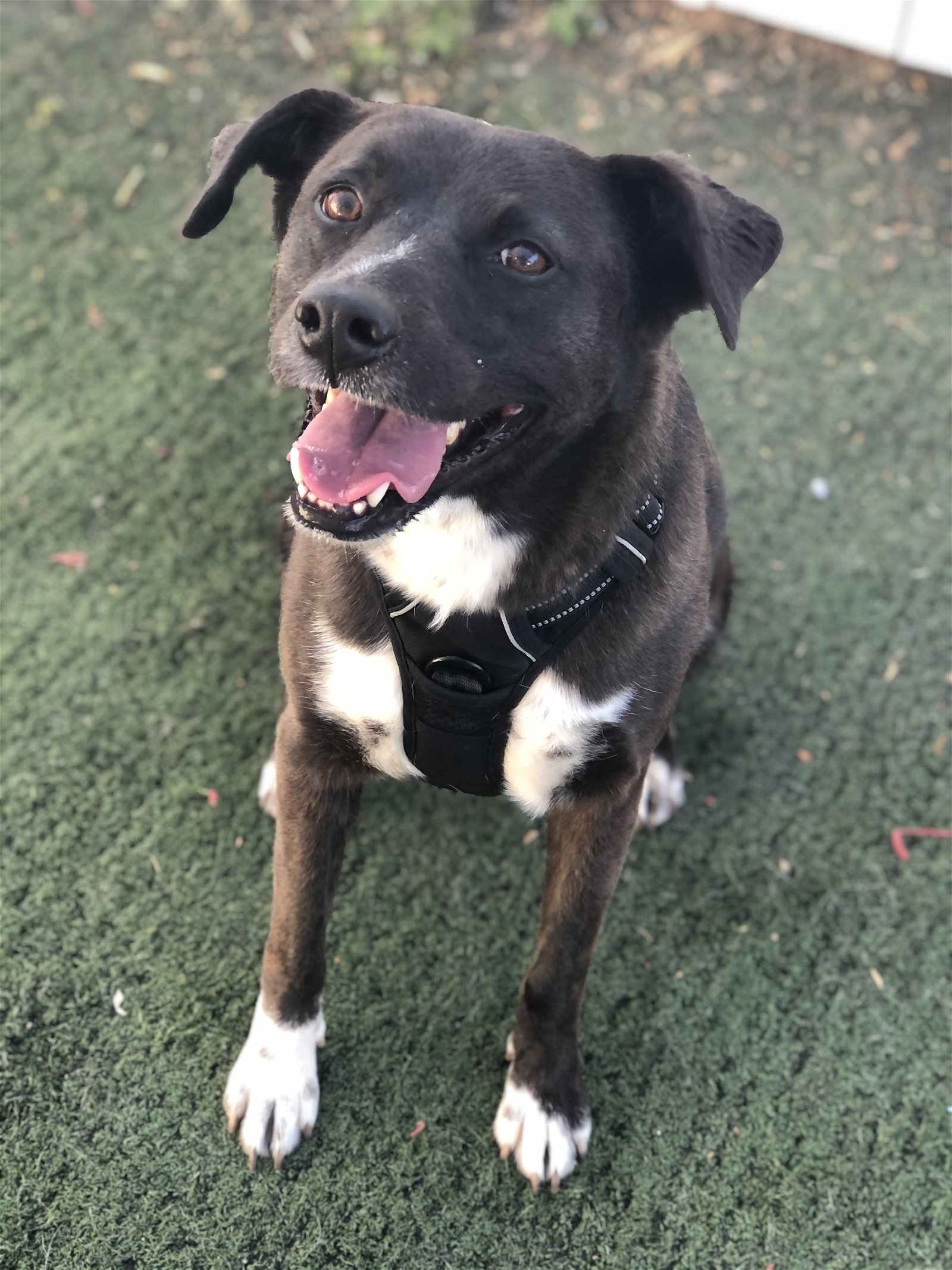 adoptable Dog in San Diego, CA named Ester/Esther