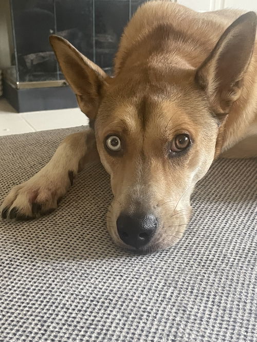 picture of the dog needing adoption
