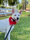 adoptable Dog in San Diego, CA named Paloma