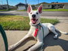 adoptable Dog in San Diego, CA named Paloma