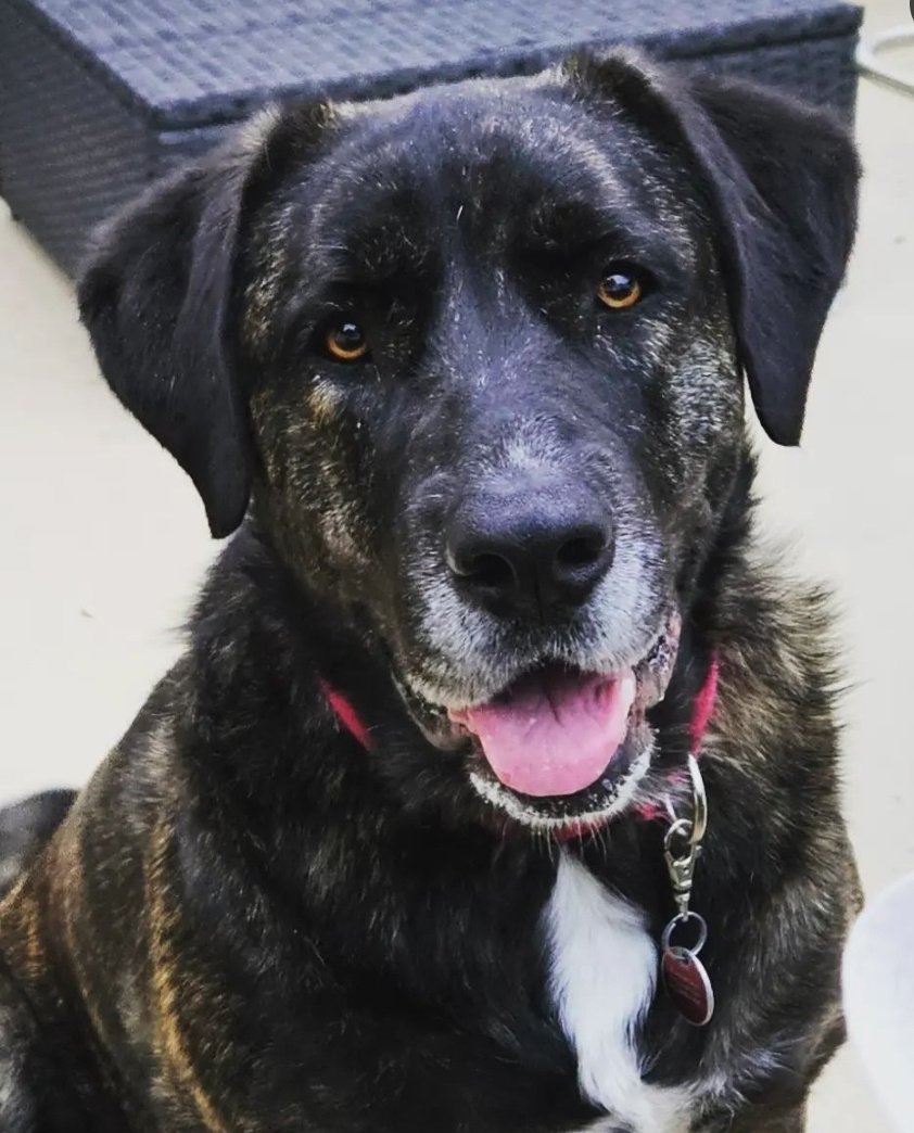adoptable Dog in San Diego, CA named Mandy
