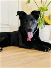 adoptable Dog in bonita, CA named Bear