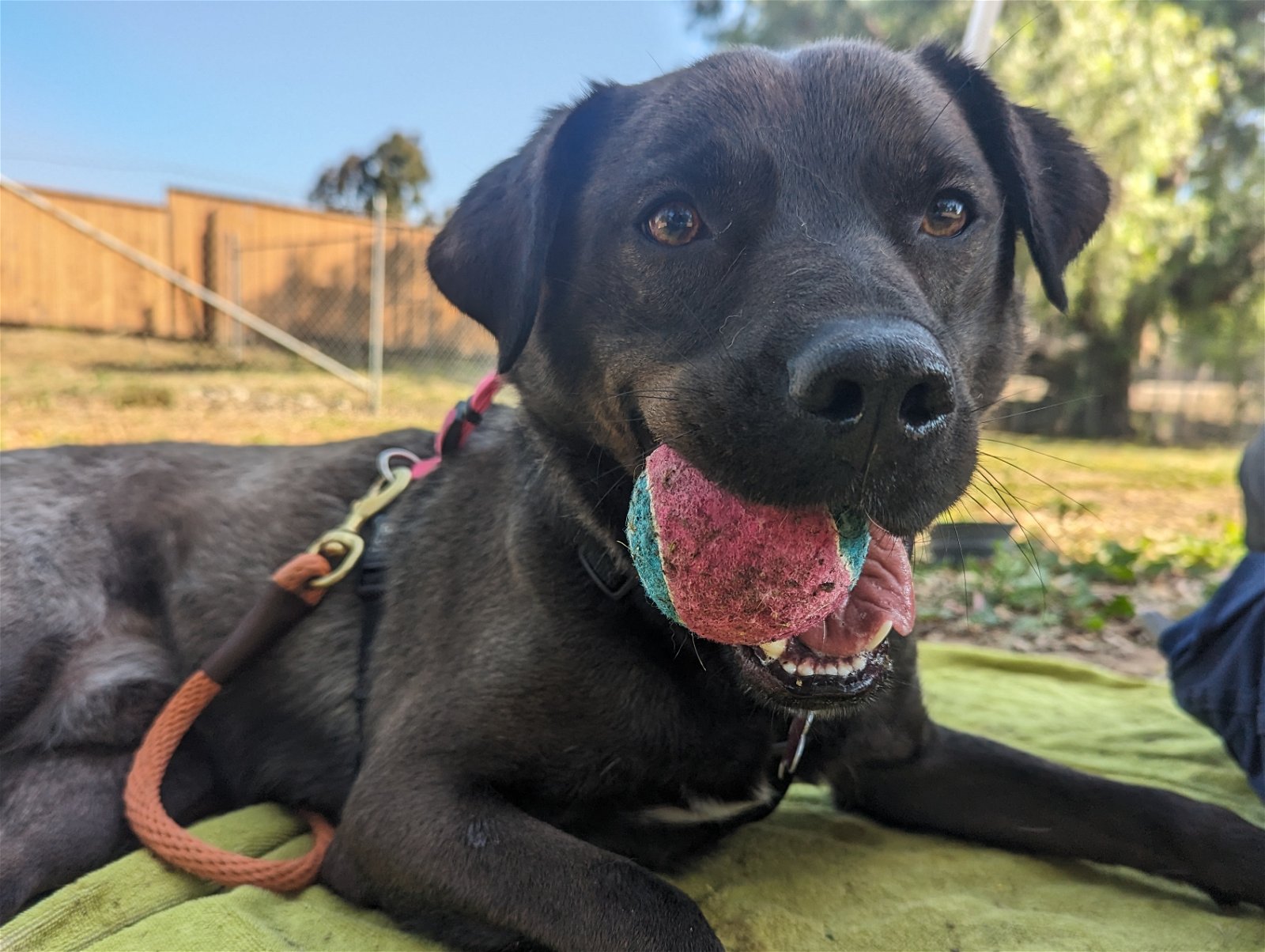 adoptable Dog in San Diego, CA named Comet