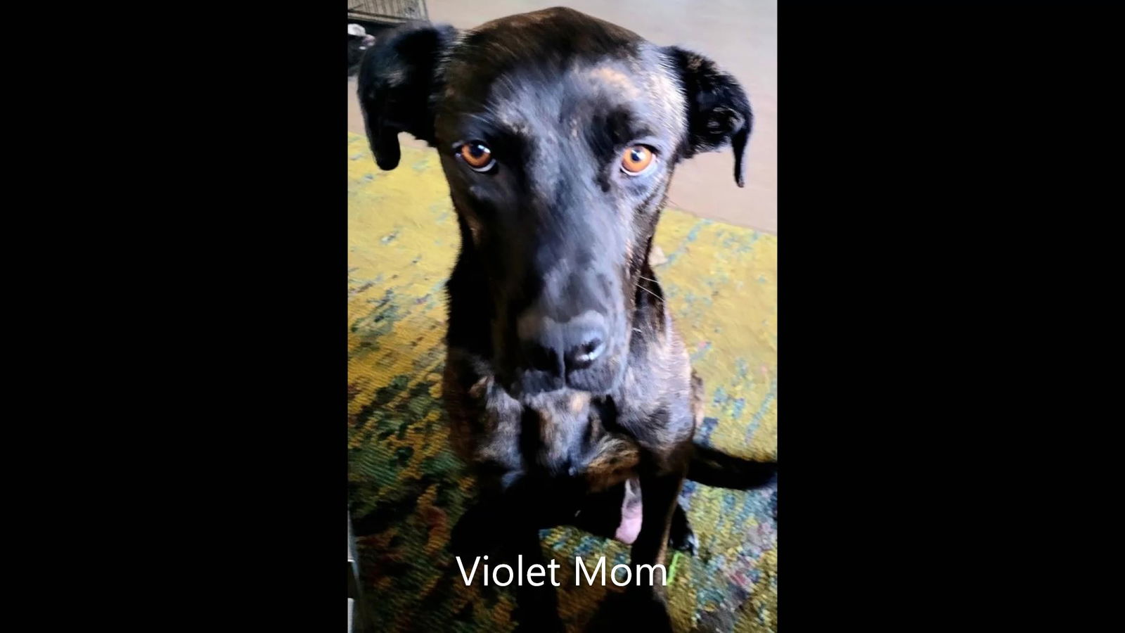 photo of Violet